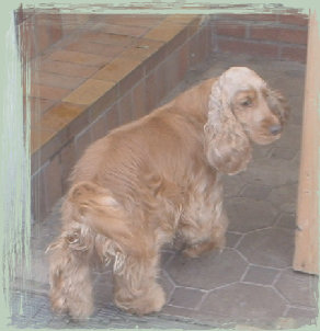 spanielvomstrootbach023.jpg