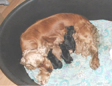 spanielvomstrootbach030.jpg