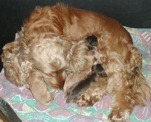 spanielvomstrootbach061.jpg