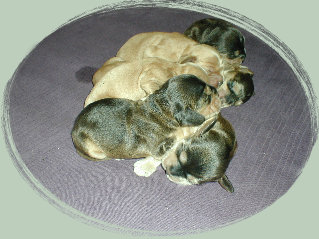 spanielvomstrootbach072.jpg