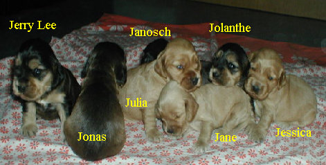 spanielvomstrootbach076.jpg
