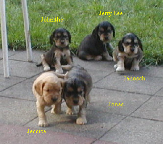spanielvomstrootbach082.jpg