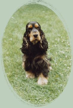 spanielvomstrootbach083.jpg