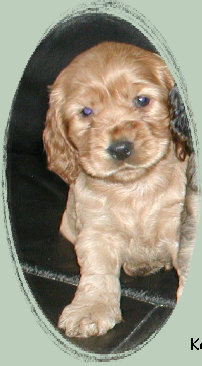 spanielvomstrootbach087.jpg