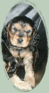 spanielvomstrootbach088.jpg