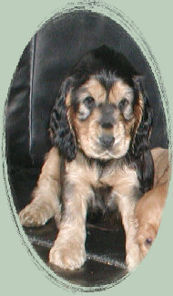spanielvomstrootbach090.jpg