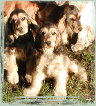 spanielvomstrootbach125.jpg